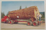 Giant Fir Log - Oregon - Click for more photos