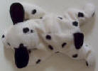 Dotty The Dalmatian - Click for more photos